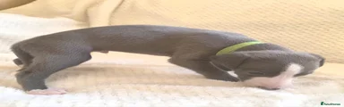 Whippet 6