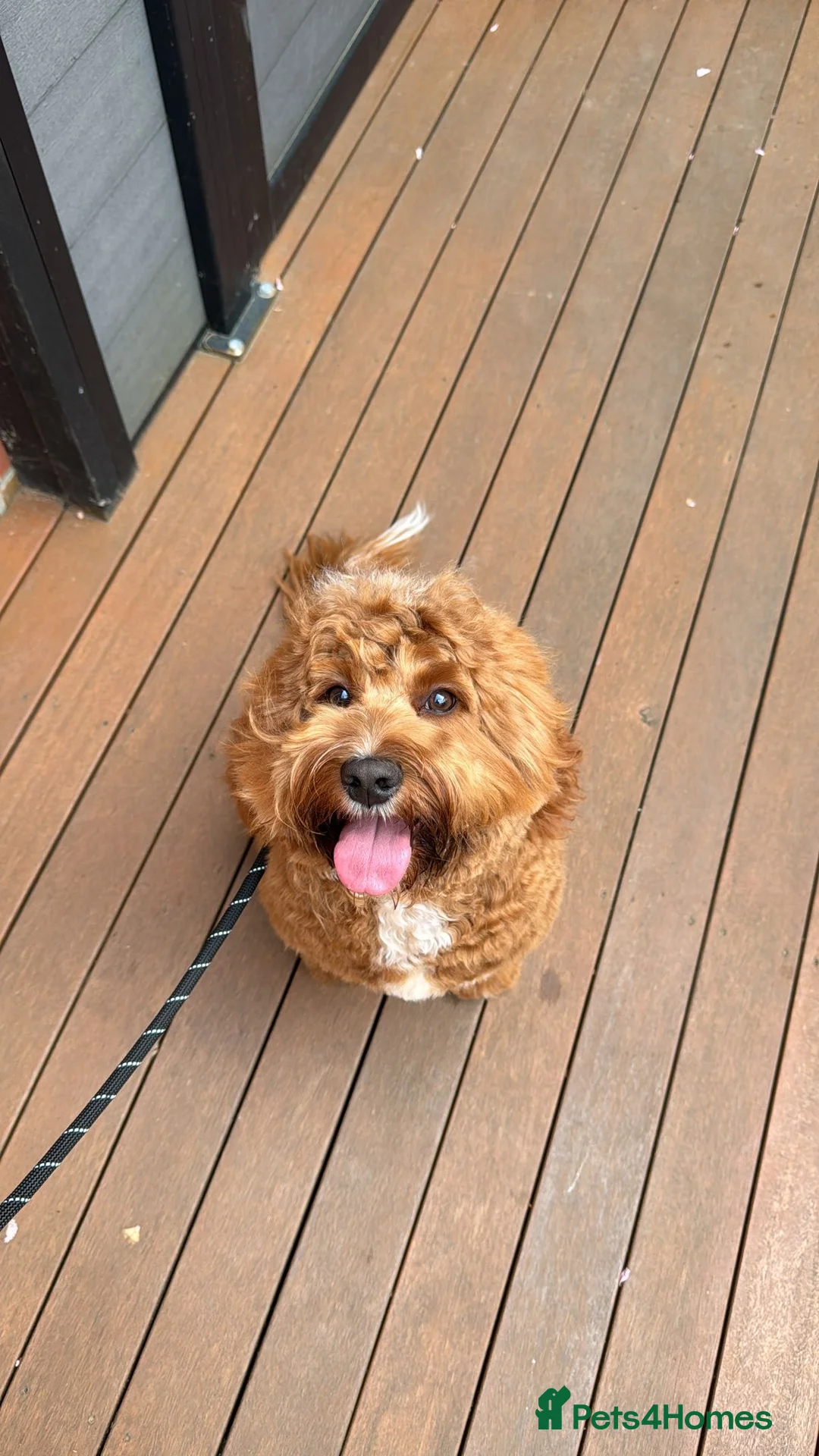 Cockapoo dogs for sale: 🐾 Loving Home Needed for Sweet Dog 🐾 - Advert 5