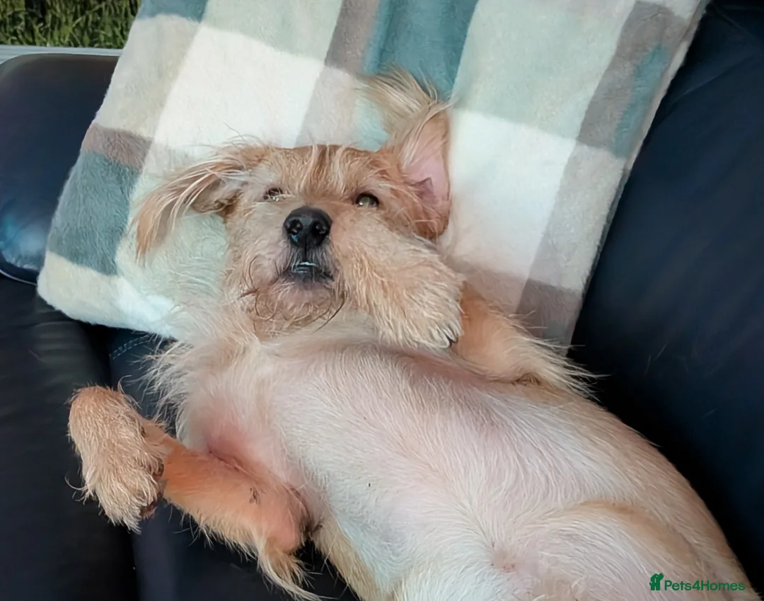 Labradoodle dogs for stud: Miniature labradoodle for Stud - Advert 3