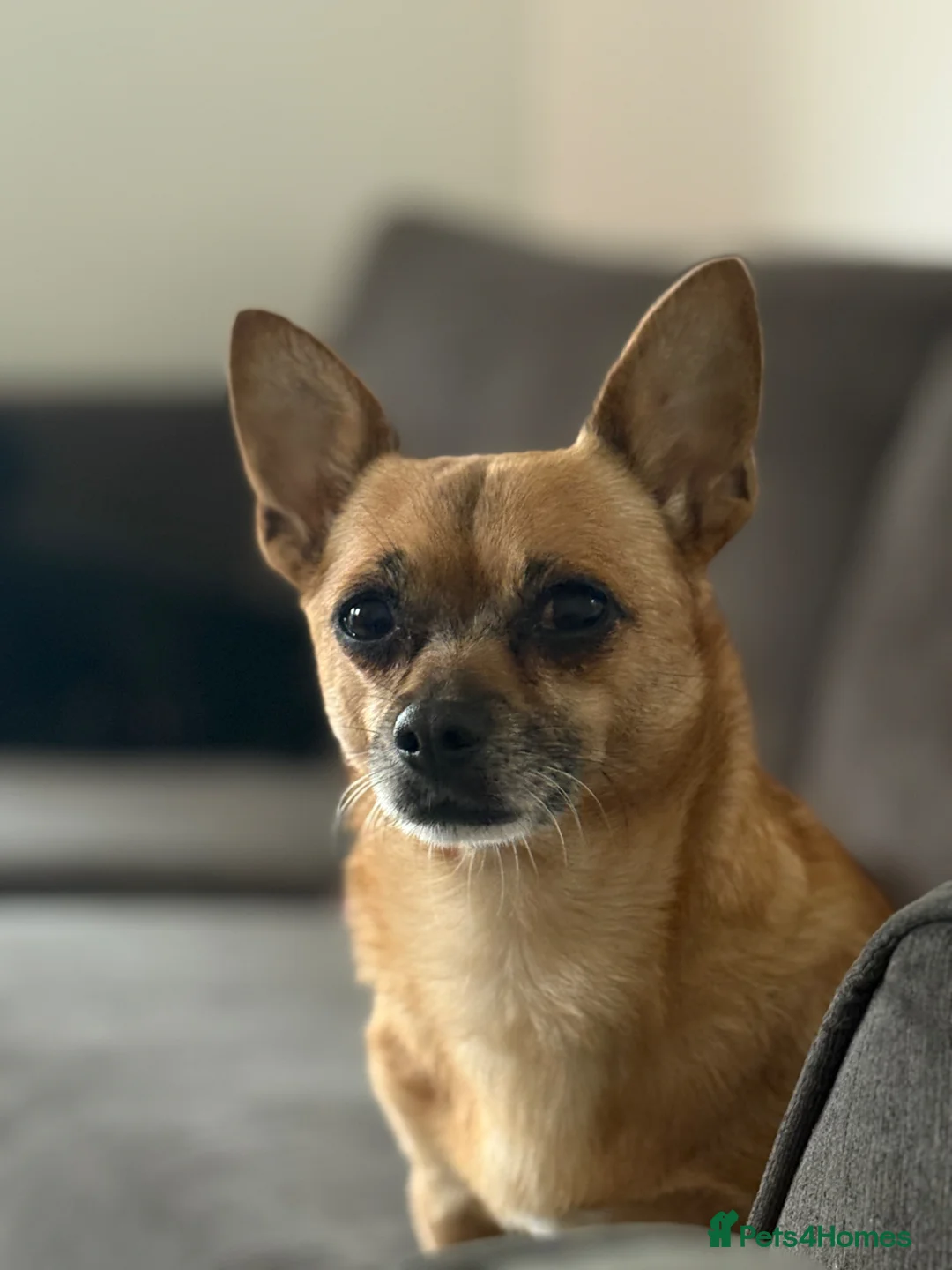 Chiweenie dogs for sale: Chiweenies chihuahua x mini dachshund  - Advert 2