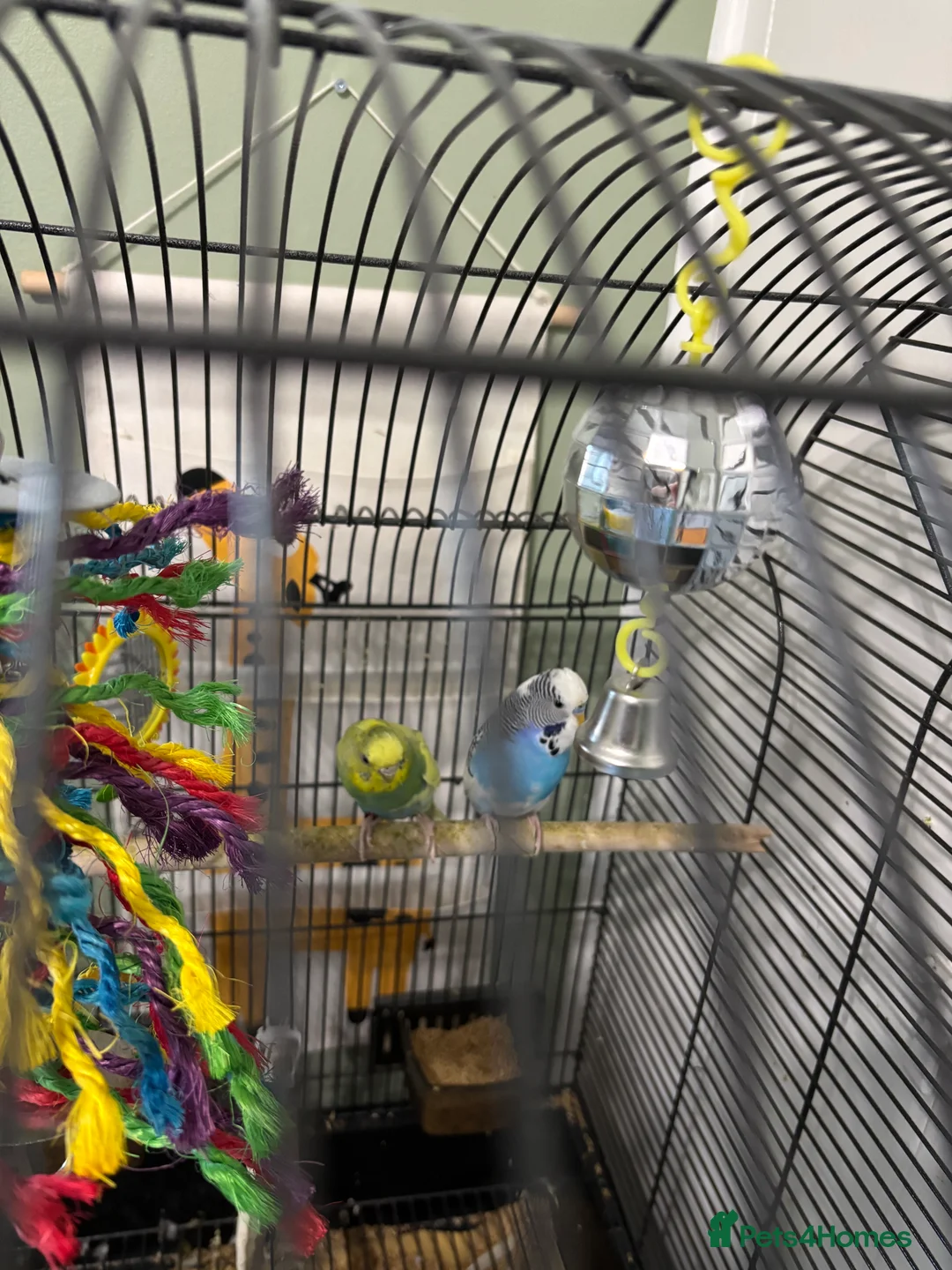 Budgerigars birds for sale: PAIR OF BUDGIES WITH CAGE ETC CAGE ONLY 2 MTHS OLD - Advert 5