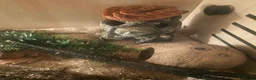 Corn Snake reptiles for sale: Corn snake  in London - Advert 2