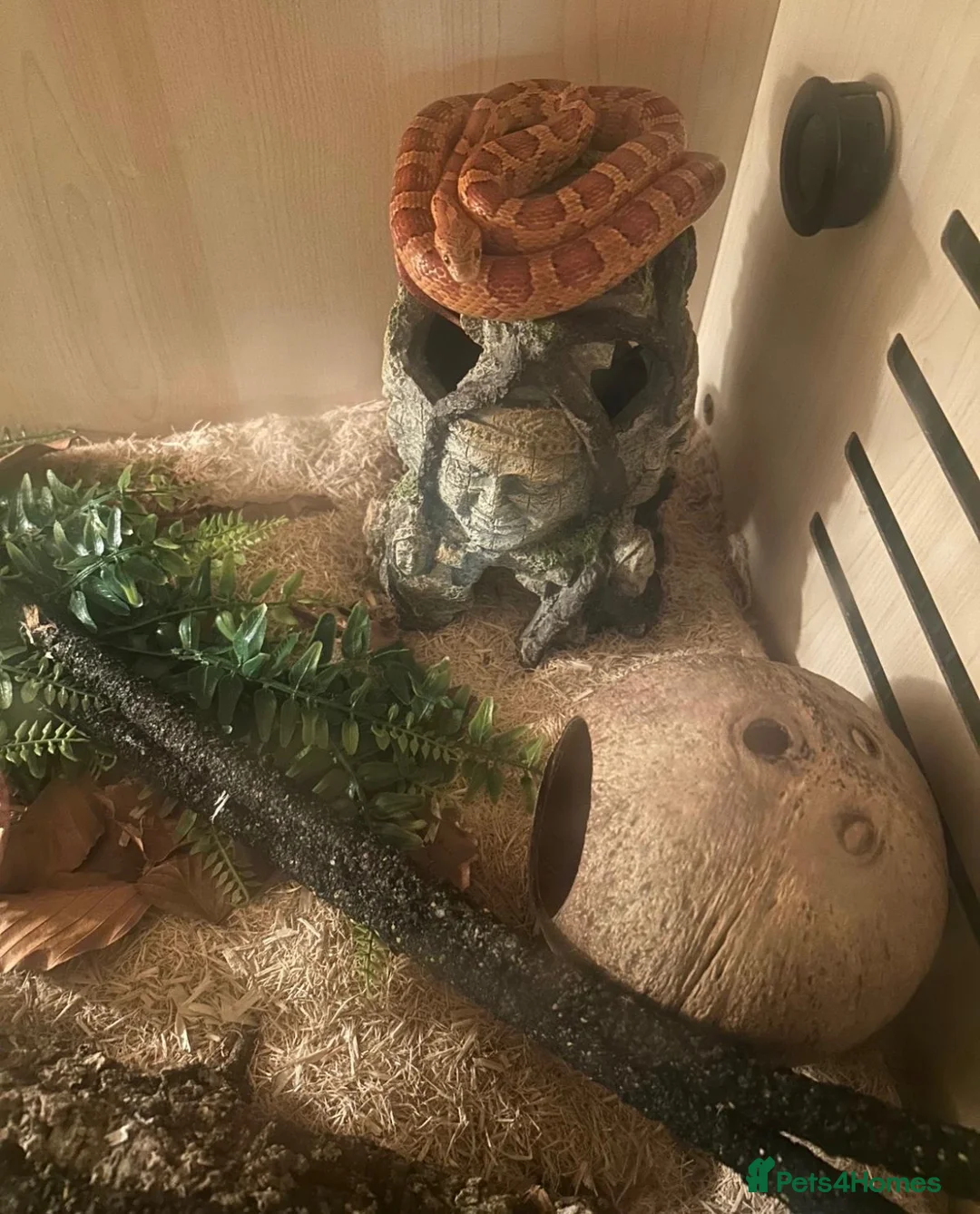 Corn Snake reptiles for sale: Corn snake  in London - Advert 2