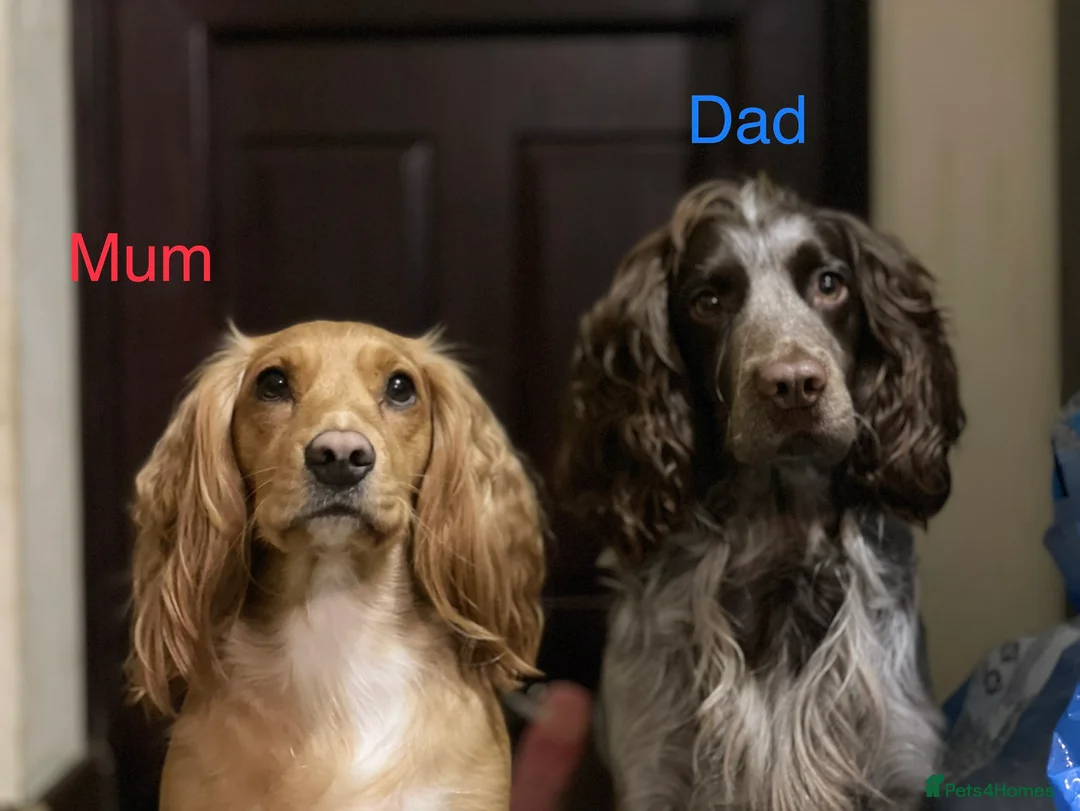 Cocker Spaniel dogs for sale: Working Cocker Spaniel Puppies 🐾 - Advert 2