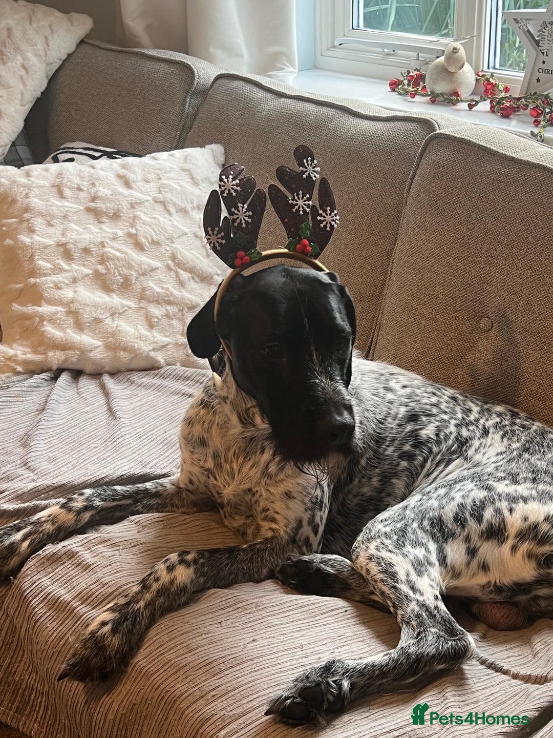 Mixed Breed dogs for sale: Beautiful Buddy German short/long hair pointer  - Advert 1