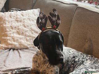 Mixed Breed dogs Beautiful Buddy German short/long hair pointer - Advert 3