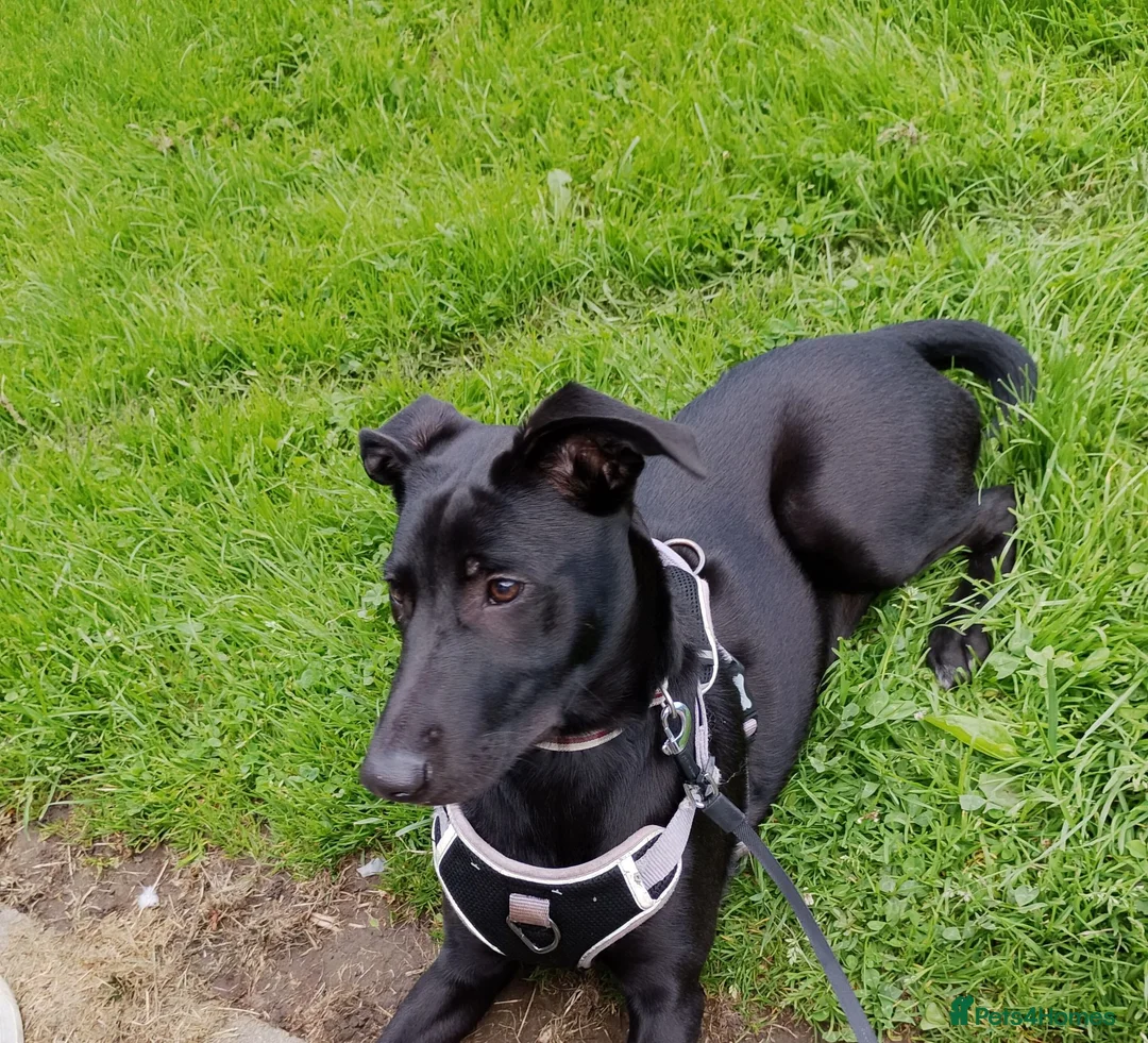 Mixed Breed dogs for sale: Mallinois cross puppy 6 months old - Advert 2