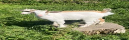 Goats livestock for sale: Kids for Sale in Launceston - Advert 5