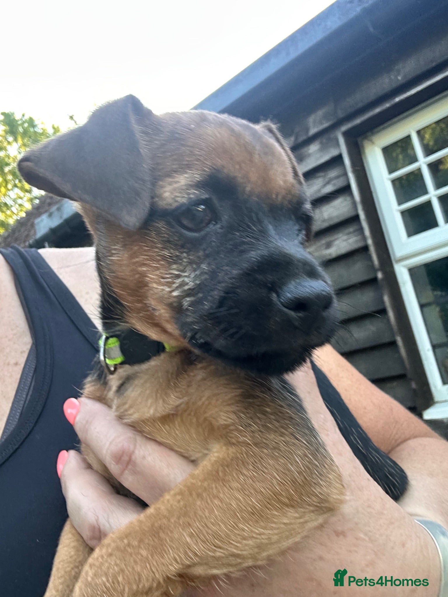Patterjack dogs Patterjack pups with amazing & rare colours!  - Advert 2