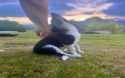 Border Collie dogs for sale: Gorgeous Farm bred sheepdog puppies - Image 1