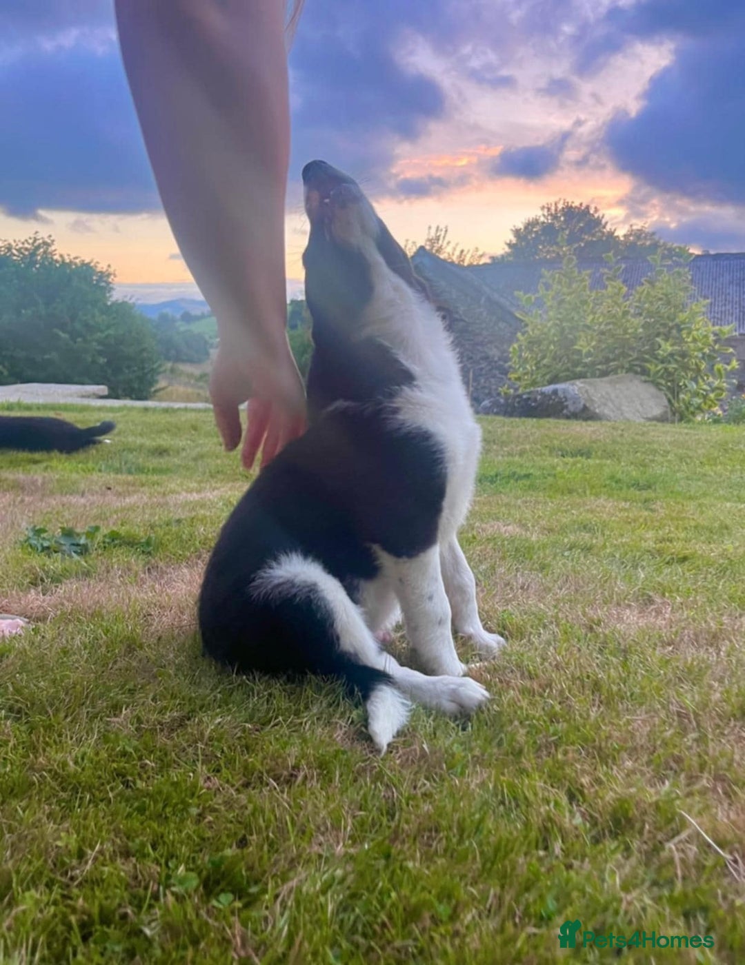 Border Collie dogs for sale: Gorgeous Farm bred sheepdog puppies - Image 1