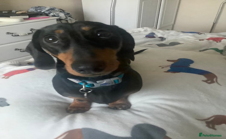 Dachshund dogs - Advert 1