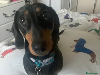 Dachshund dogs - Advert 14