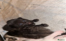 Domestic Shorthair cats for sale: 1 black, 1 tabby kitten - Image 4