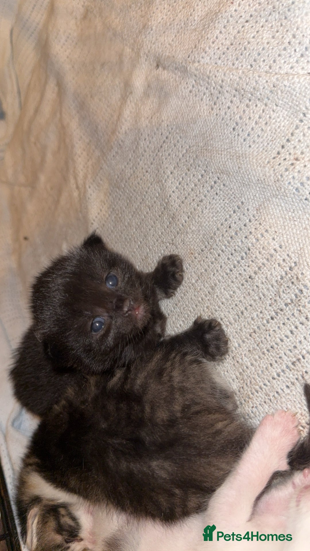 Domestic Shorthair cats for sale: 1 black, 1 tabby kitten - Image 4