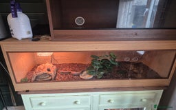 Python Snake reptiles for sale: Royal python very tame with setup - Image 4