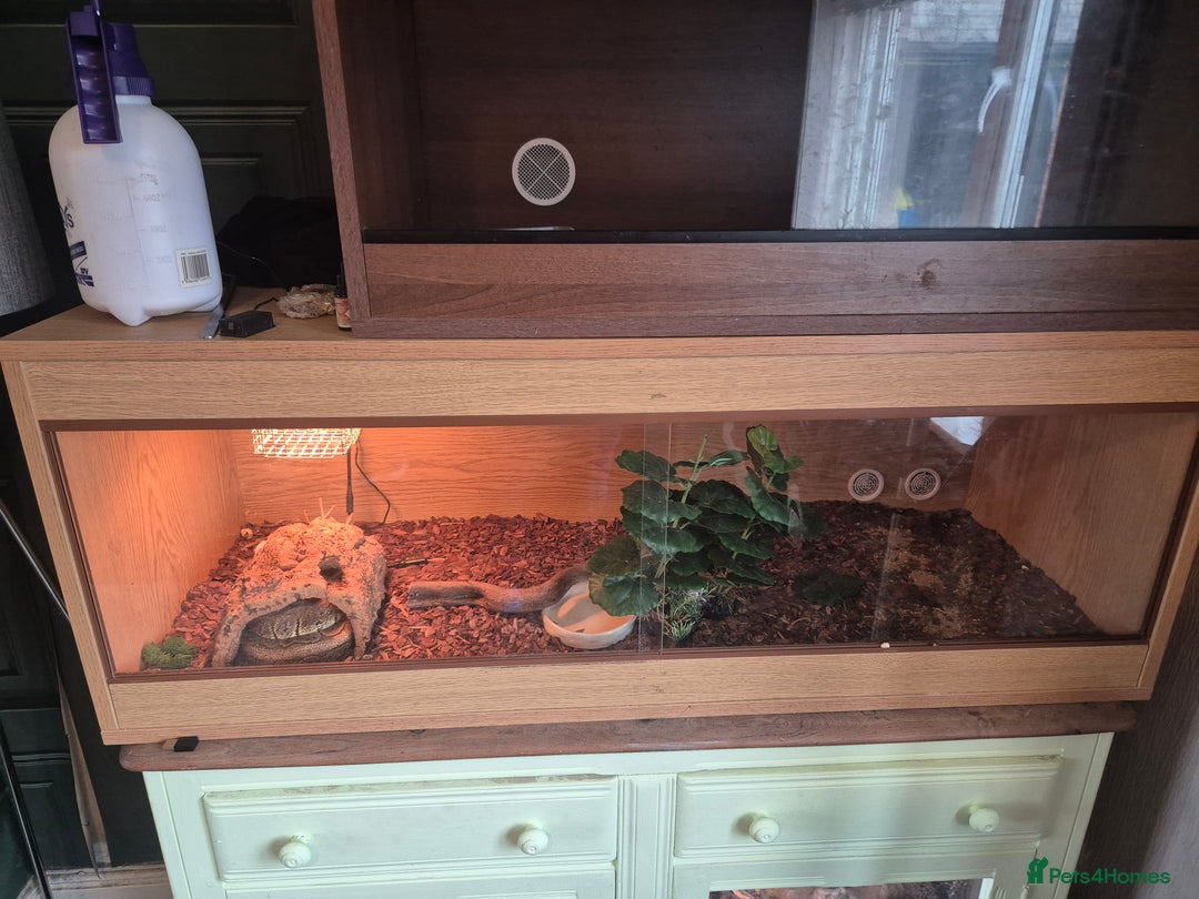 Python Snake reptiles for sale: Royal python very tame with setup - Image 4