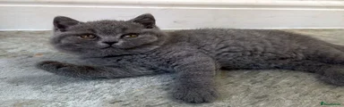 British Shorthair 3