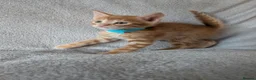 Mixed Breed cats for sale: Beautiful half Bengal kittens - Advert 33