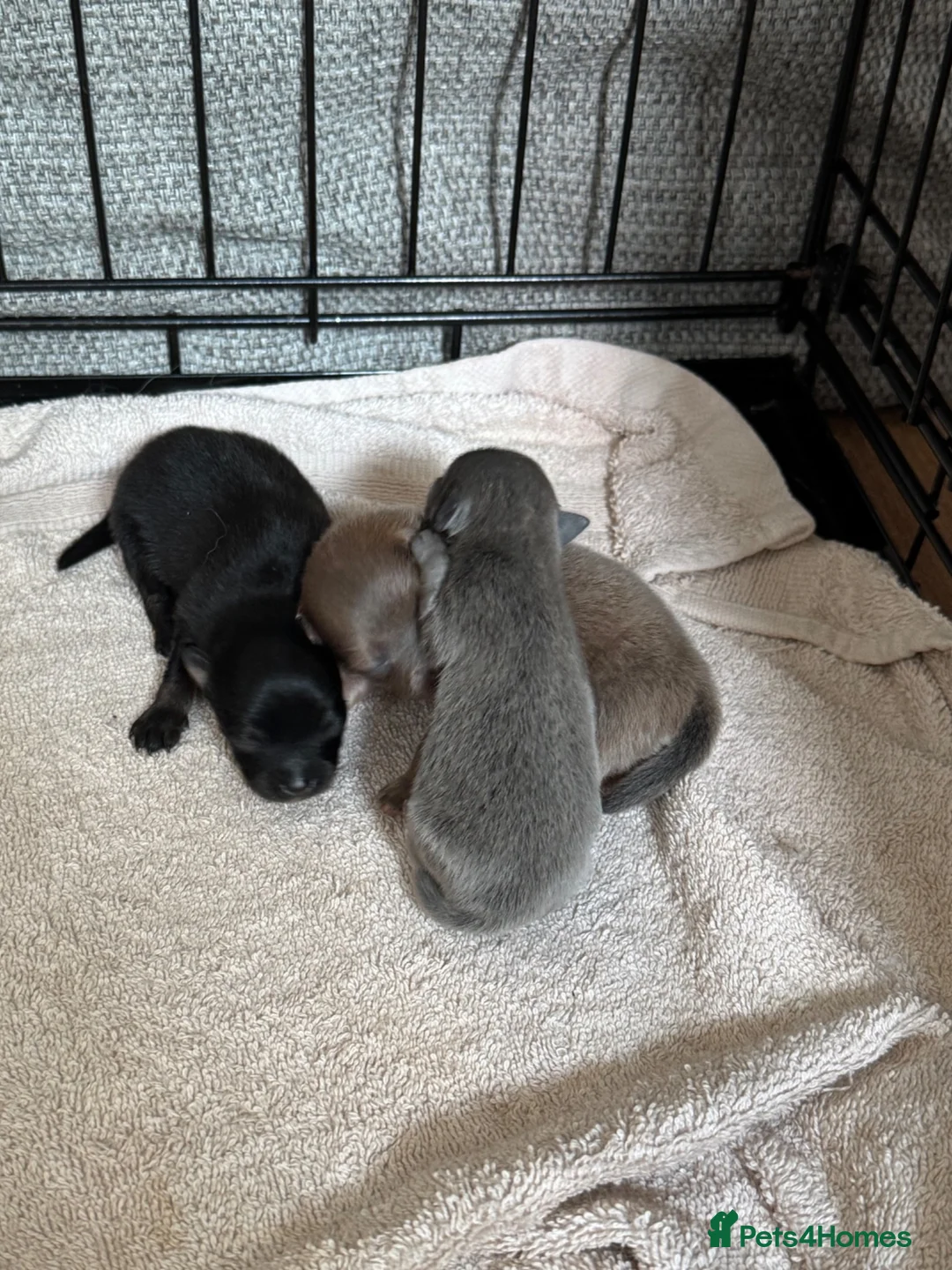 Pomeranian dogs for sale: Beautiful Pomeranian Pups - Advert 1