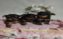 Yorkshire Terrier dogs for sale: 💝💝Beautiful miniature babies 💝💝 - Image 36