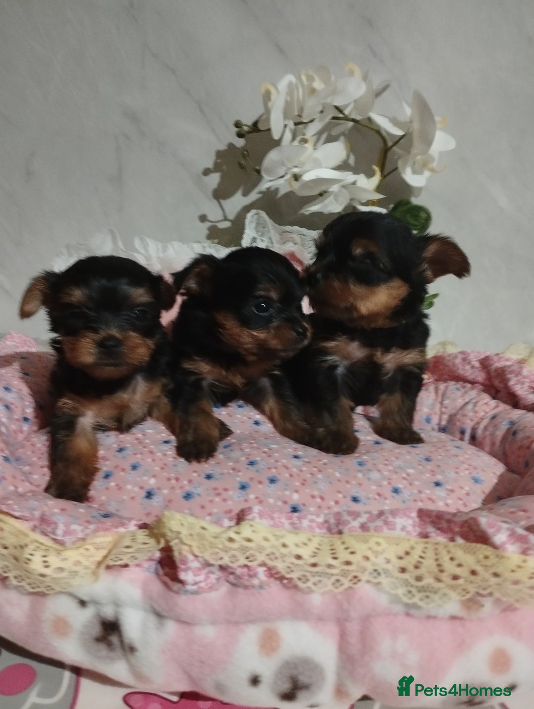 Yorkshire Terrier dogs for sale: 💝💝Beautiful miniature babies 💝💝 - Image 36