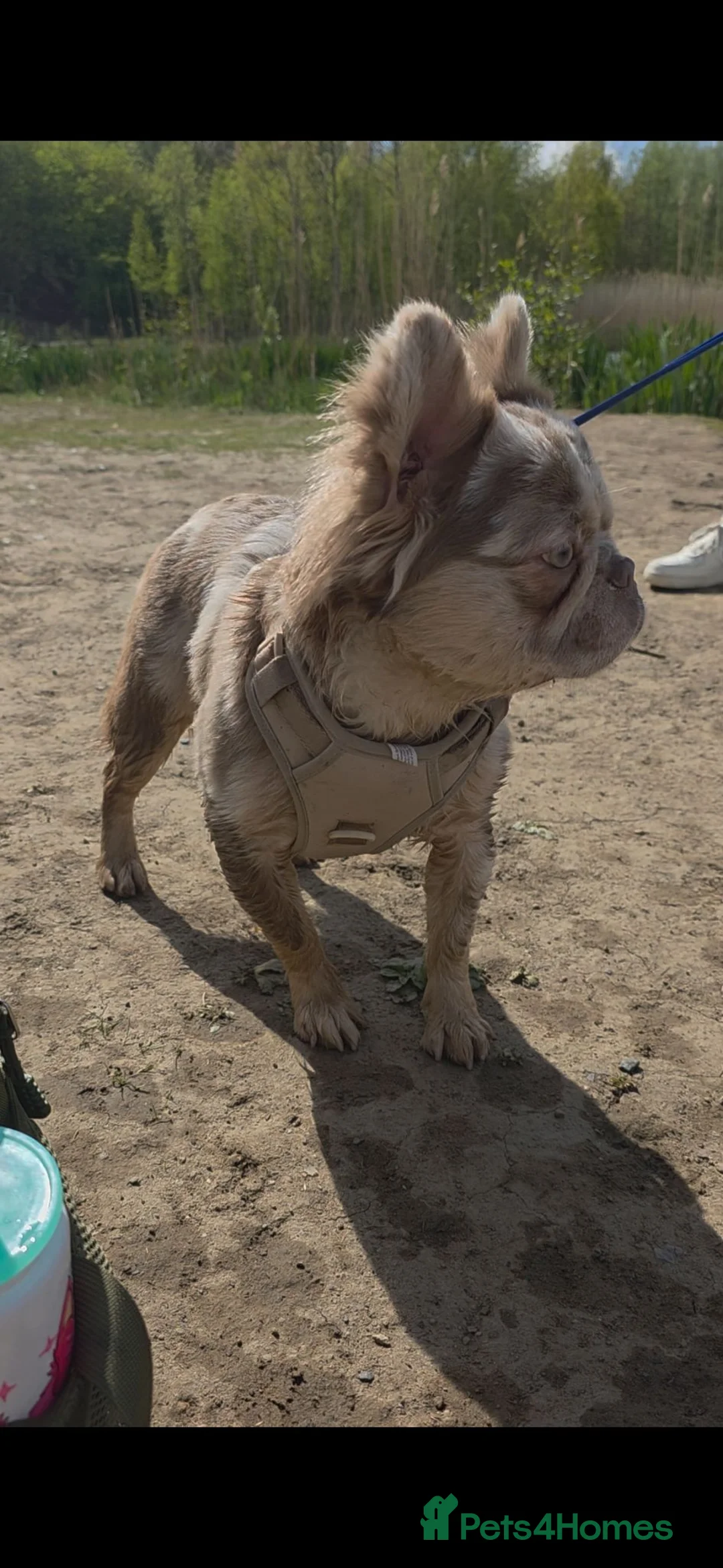 French Bulldog dogs for stud: ISABELLA MERLE FLUFFY FRENCH BULLDOG FOR STUD  - Advert 2