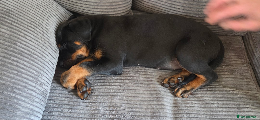 Rottweiler dogs for sale: Rottweiler pups beautiful  - Image 8