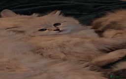Siberian cats for sale: GCCF +TICA parents - Image 10