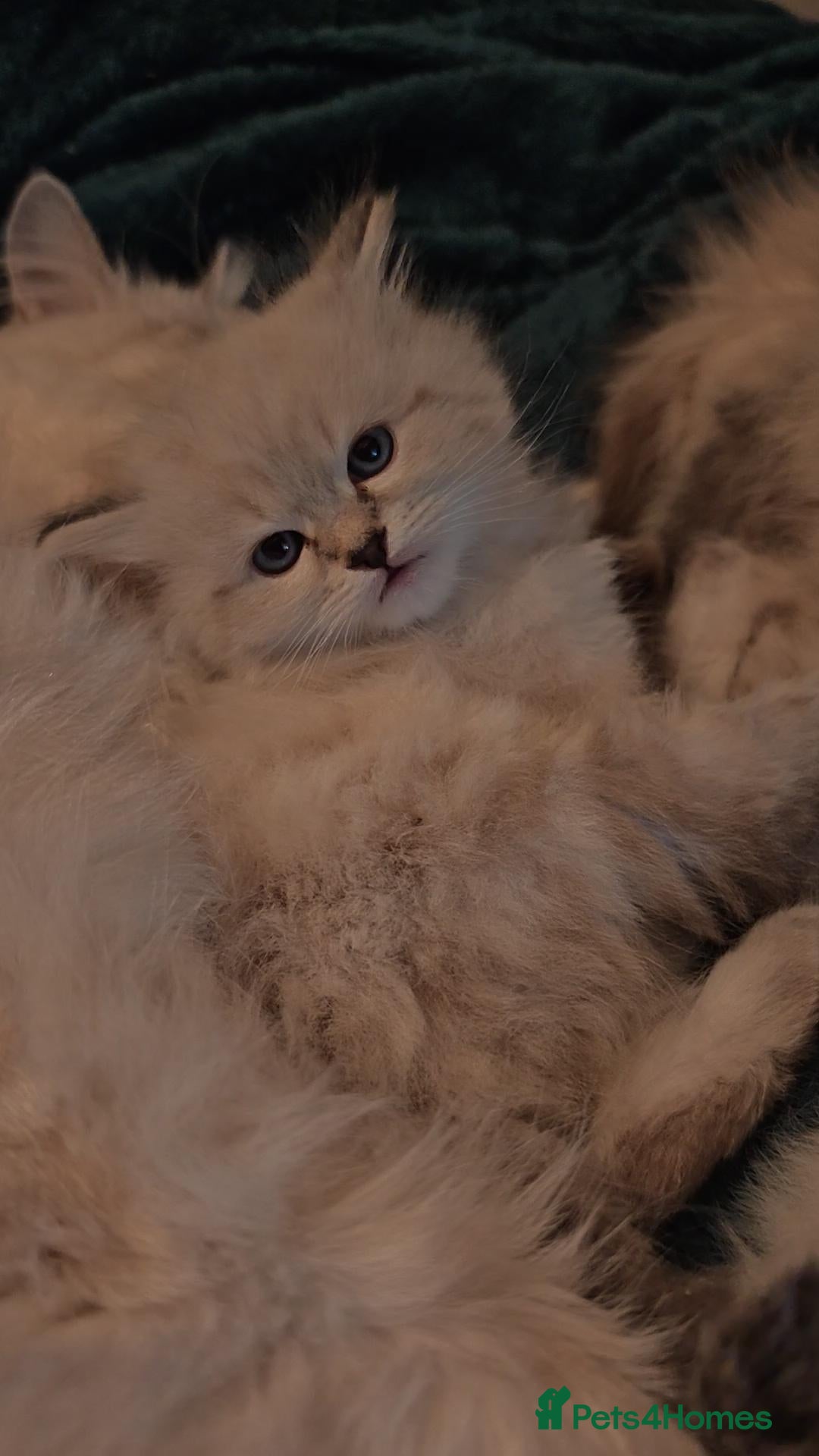 Siberian cats for sale: GCCF +TICA parents - Image 10
