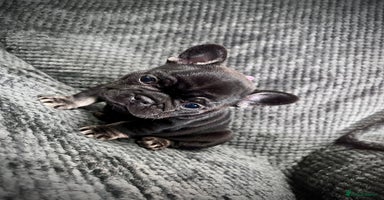 French Bulldog dogs - Advert 2