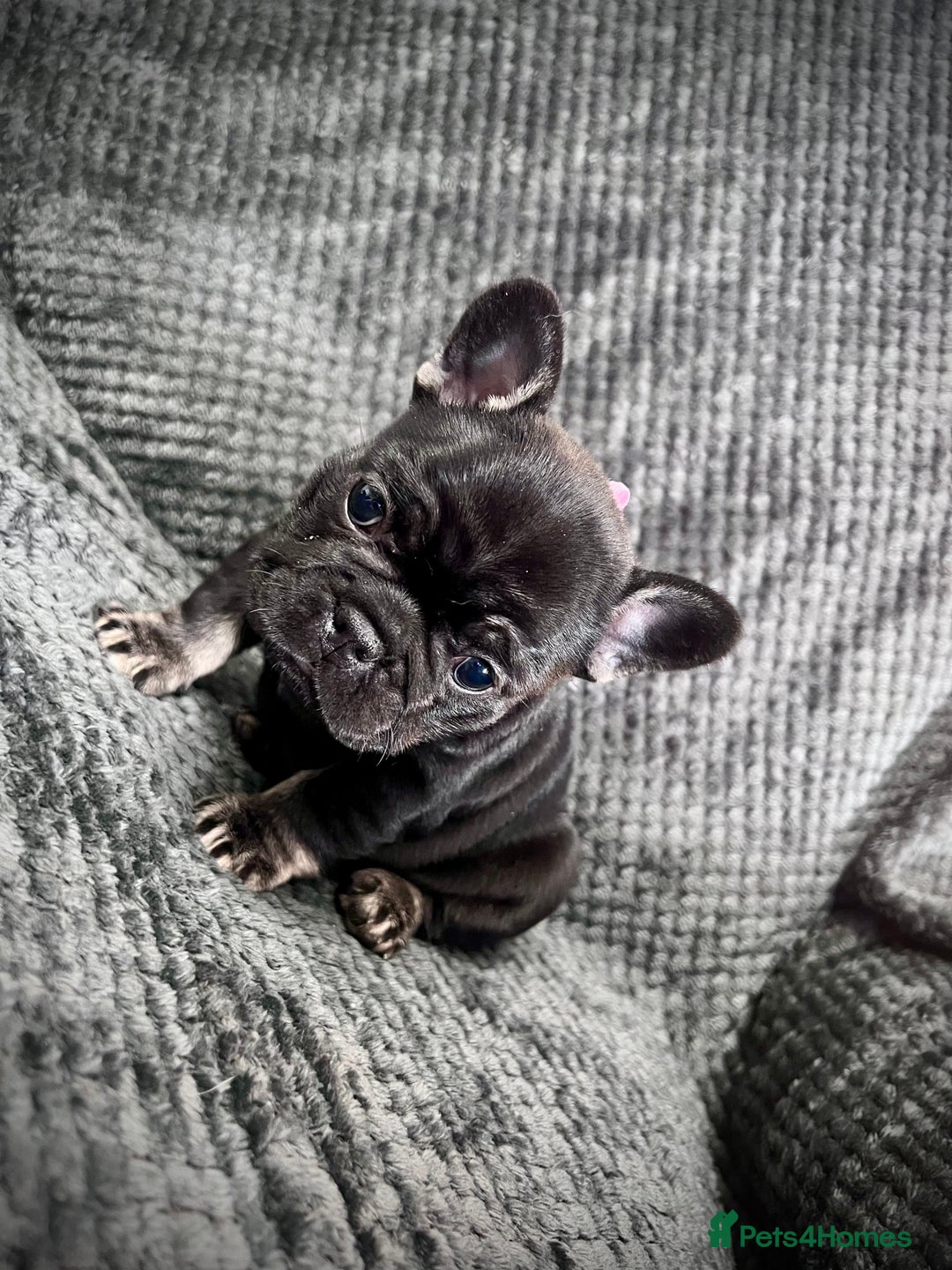 French Bulldog dogs for sale: Gorgeous Puppies ready to be reserved  - Image 3