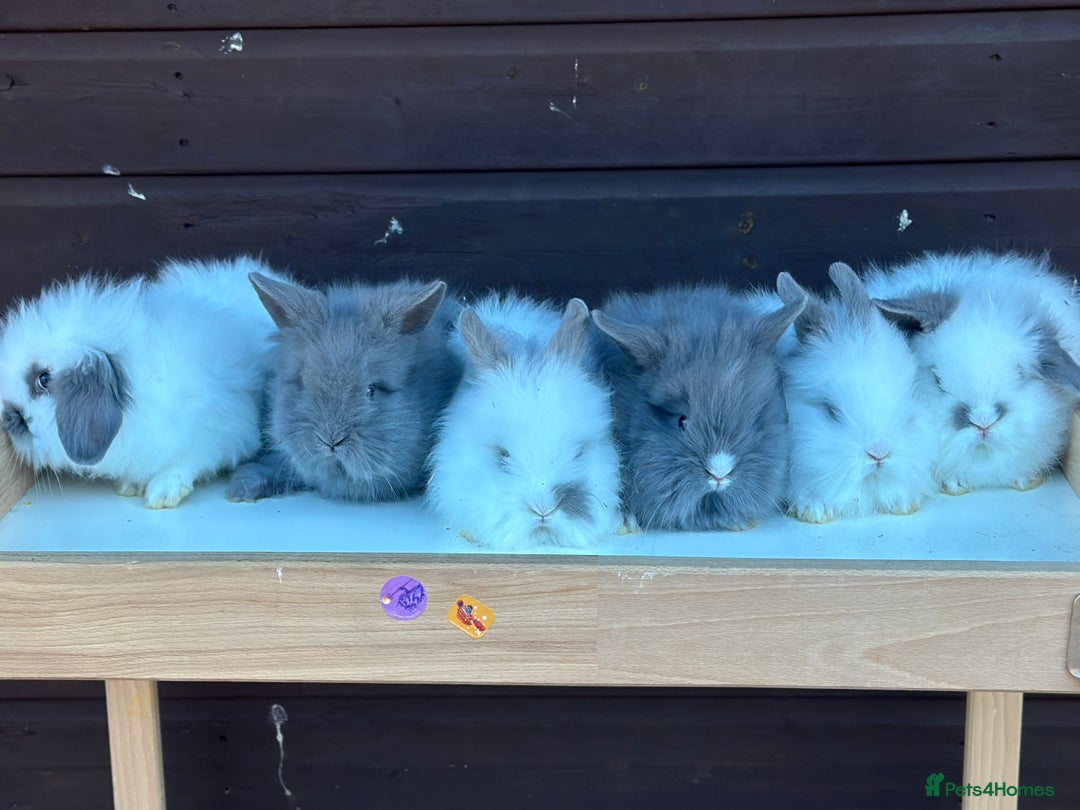 Lionhead rabbits for sale: Extra Special Lionhead Bunnies  - Image 3