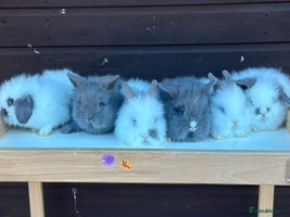 Lionhead rabbits - Advert 7