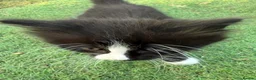 Mixed Breed cats for sale: Gorgeous Long Haired Tuxedo and Black Kittens - Advert 3