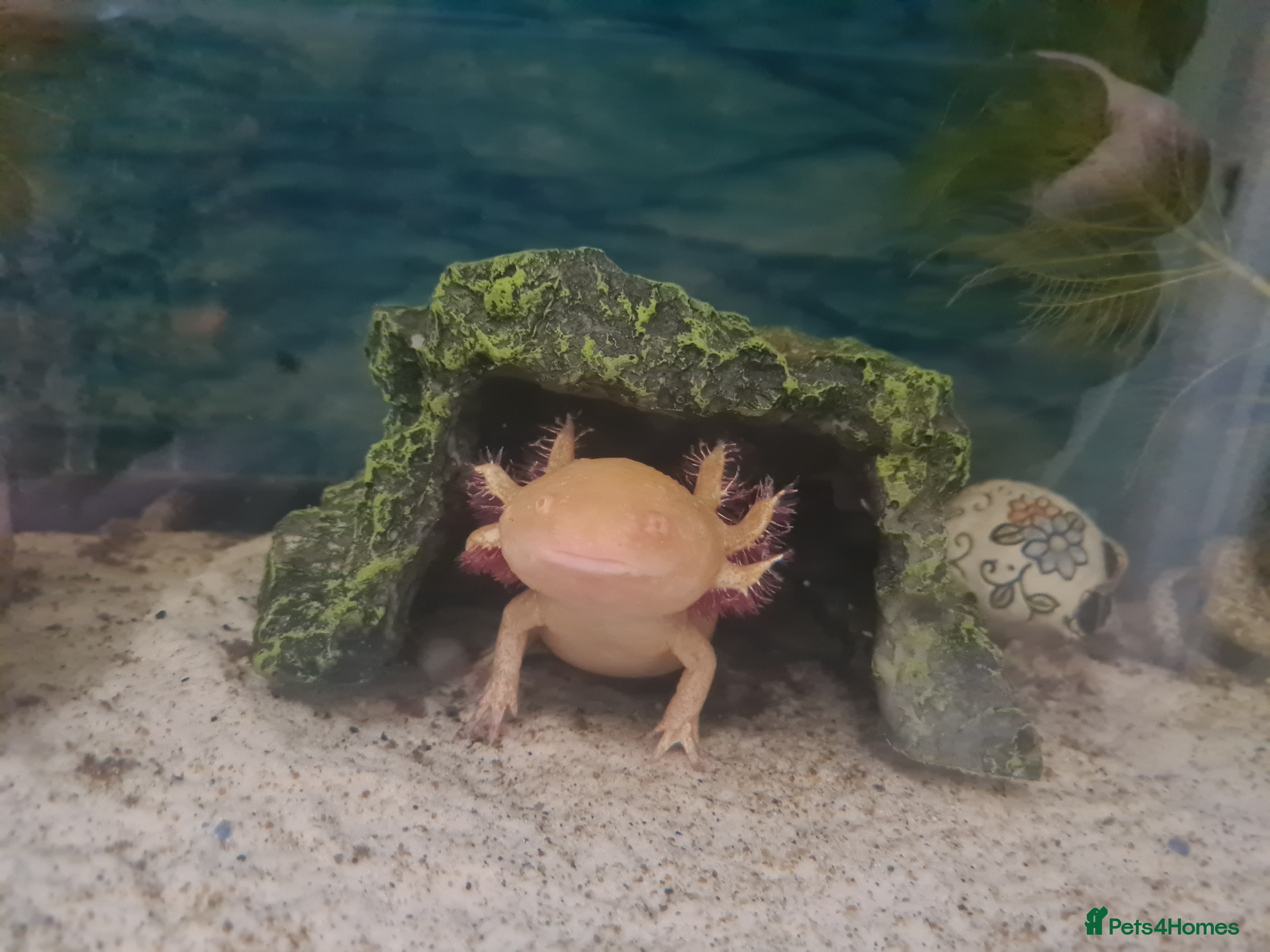 Other/Mixed Breed fish Axolotls - Advert 14
