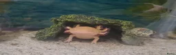 Other/Mixed Breed fish for sale: Axolotls - Advert 2