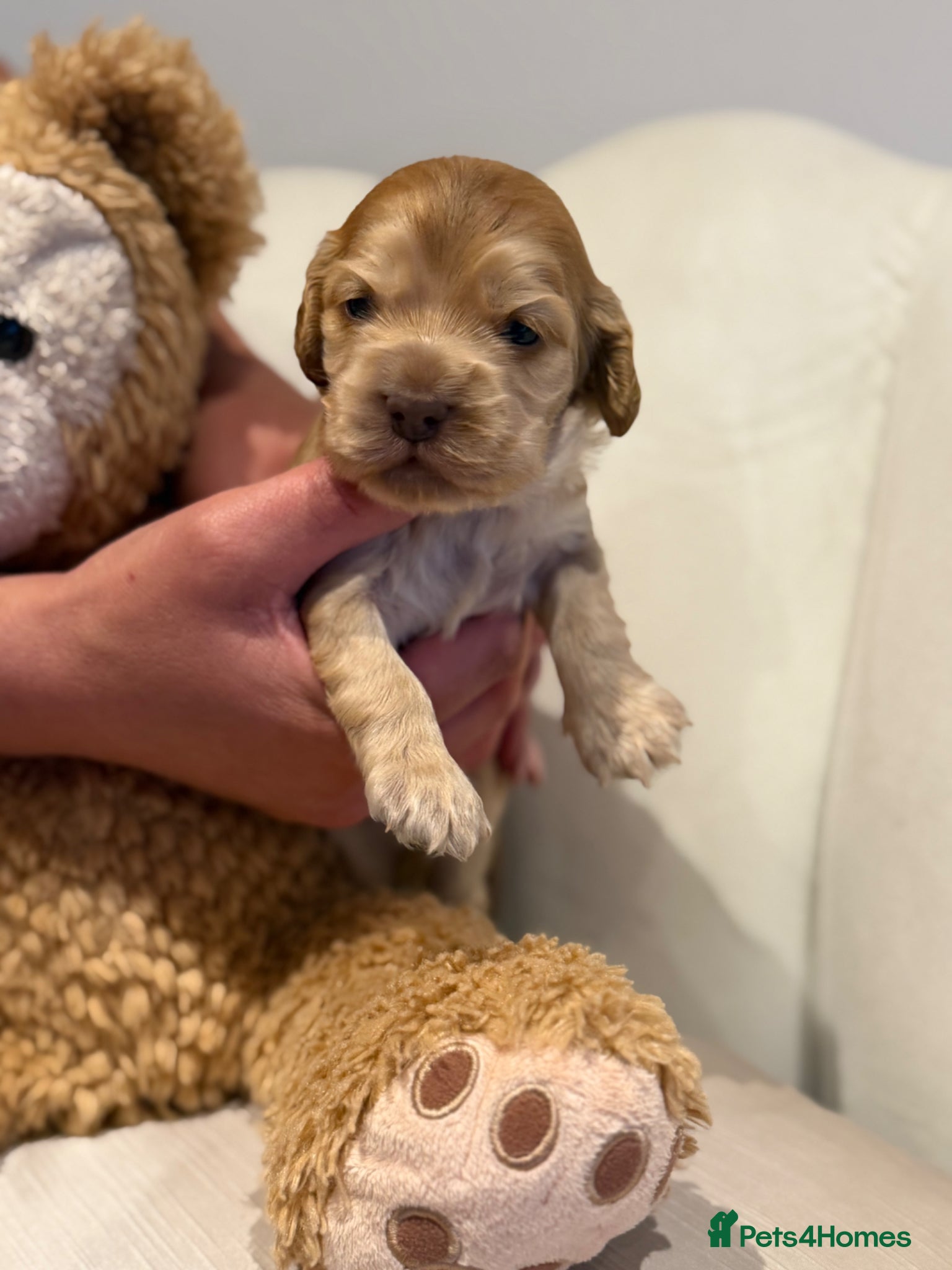Cocker Spaniel dogs for sale: Golden & Chocolate Sable Show Cocker Puppies  in Doncaster - Advert 18