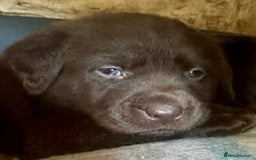 Labrador Retriever dogs for sale: Chunky Chocolate kc reg Labradors  - Image 5