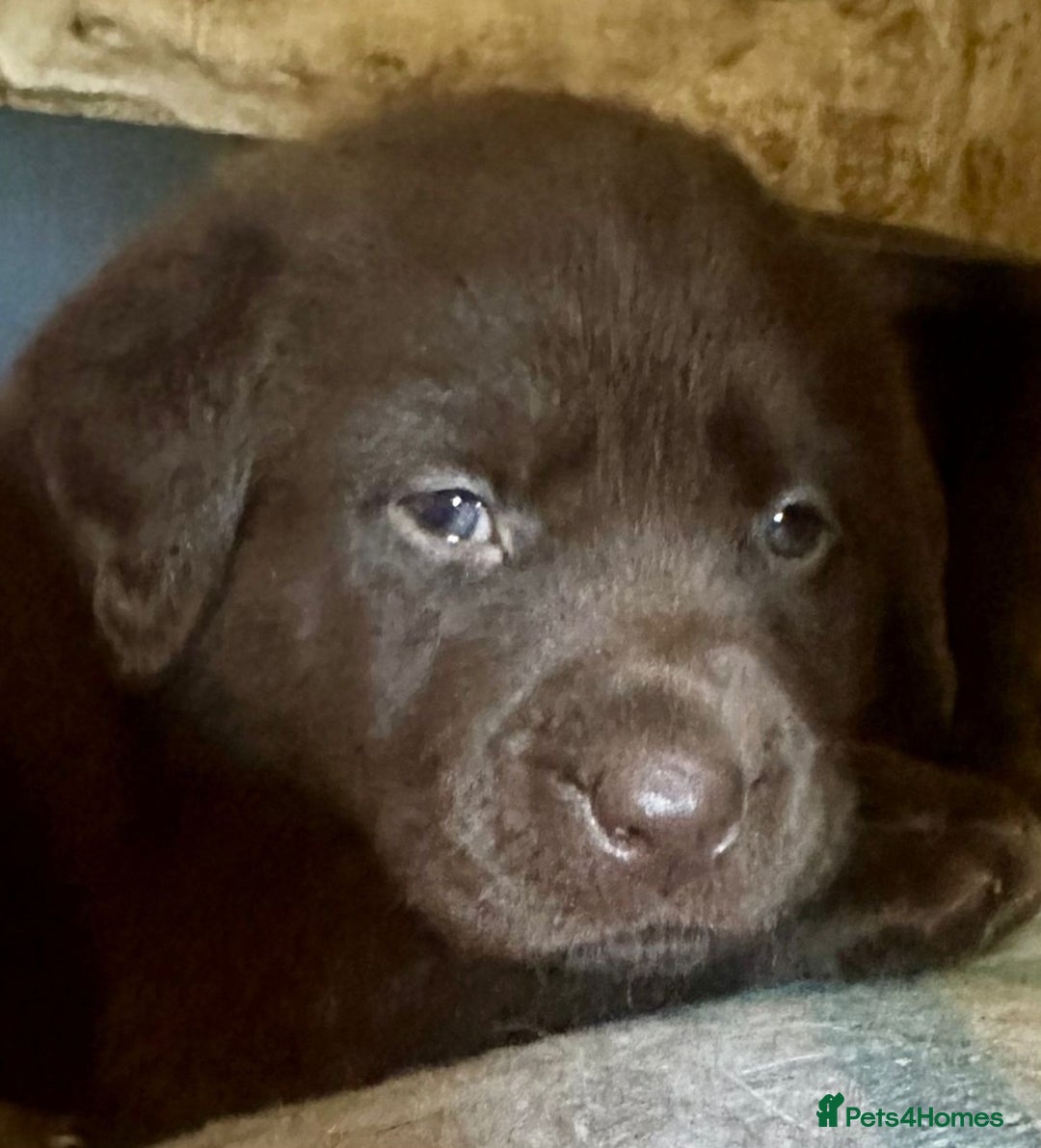 Labrador Retriever dogs for sale: Chunky Chocolate kc reg Labradors  - Image 5