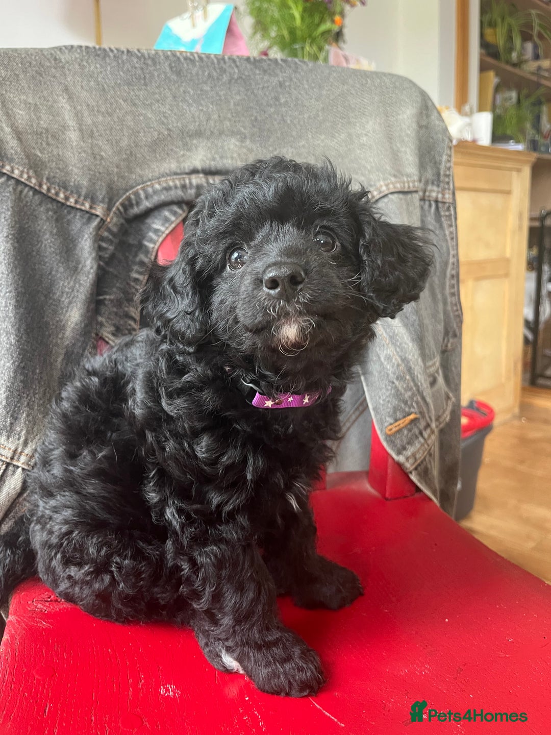 Cavapoochon dogs for sale: DNA clear, home raised, happy Cavapoochon Puppies - Image 5