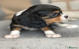 King Charles Spaniel dogs for sale: Beautiful cavalier puppies  - Image 22
