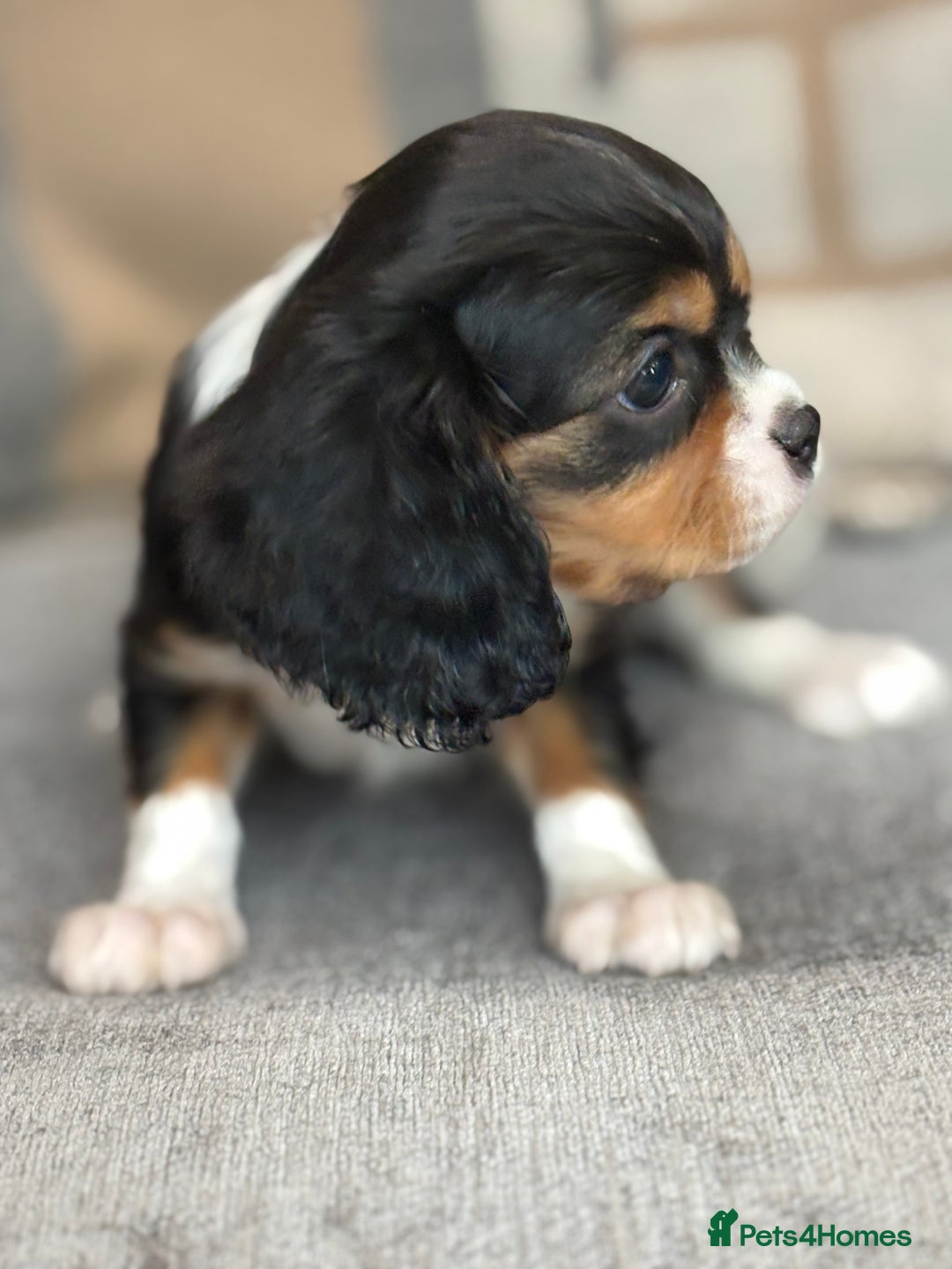 King Charles Spaniel dogs for sale: Beautiful cavalier puppies  - Image 22