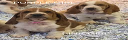 Basset Hound dogs for sale: KC BASSET HOUND PUPPIES FROM HEALTH SCORED PARENTS - Advert 22