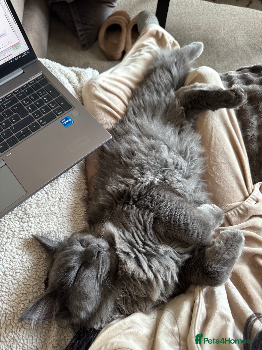 Maine Coon cats for sale: BlueSmoke Male Maine Coon🐾TICA Reg! ACTIVE!!  - Advert 18