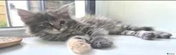 Maine Coon cats for sale: Beautiful main coon kittens for sale in Runcorn - Advert 24