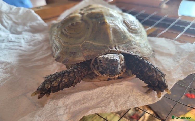 Tortoise reptiles - Advert 2