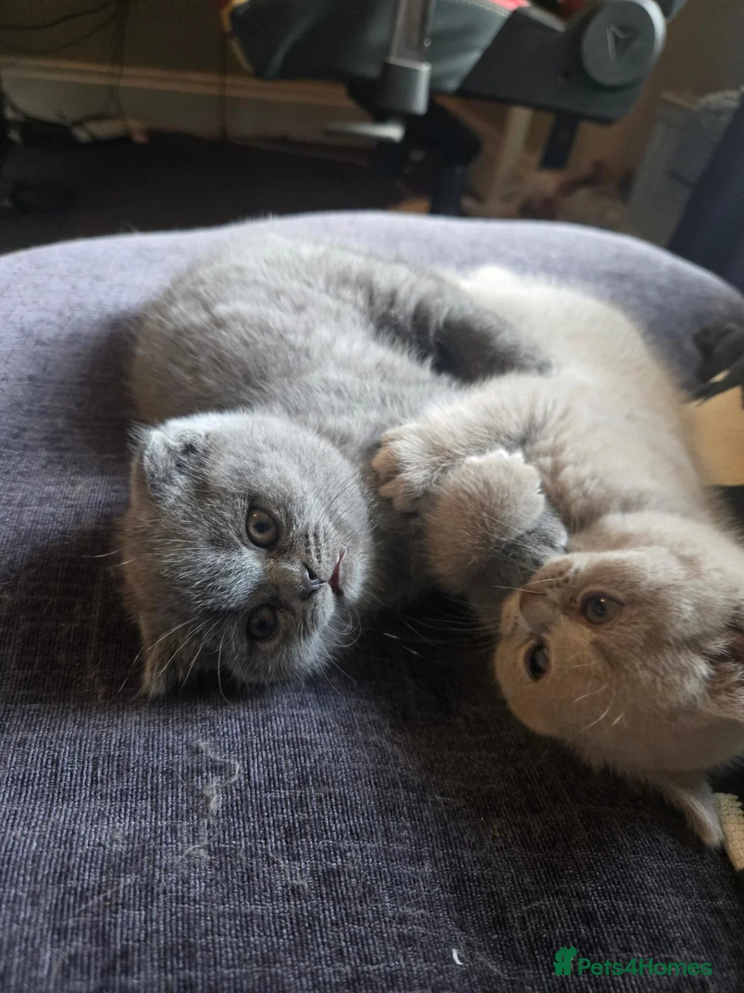 British Shorthair cats for sale: 2 British Blue / Scottish Fold kittens - Advert 9