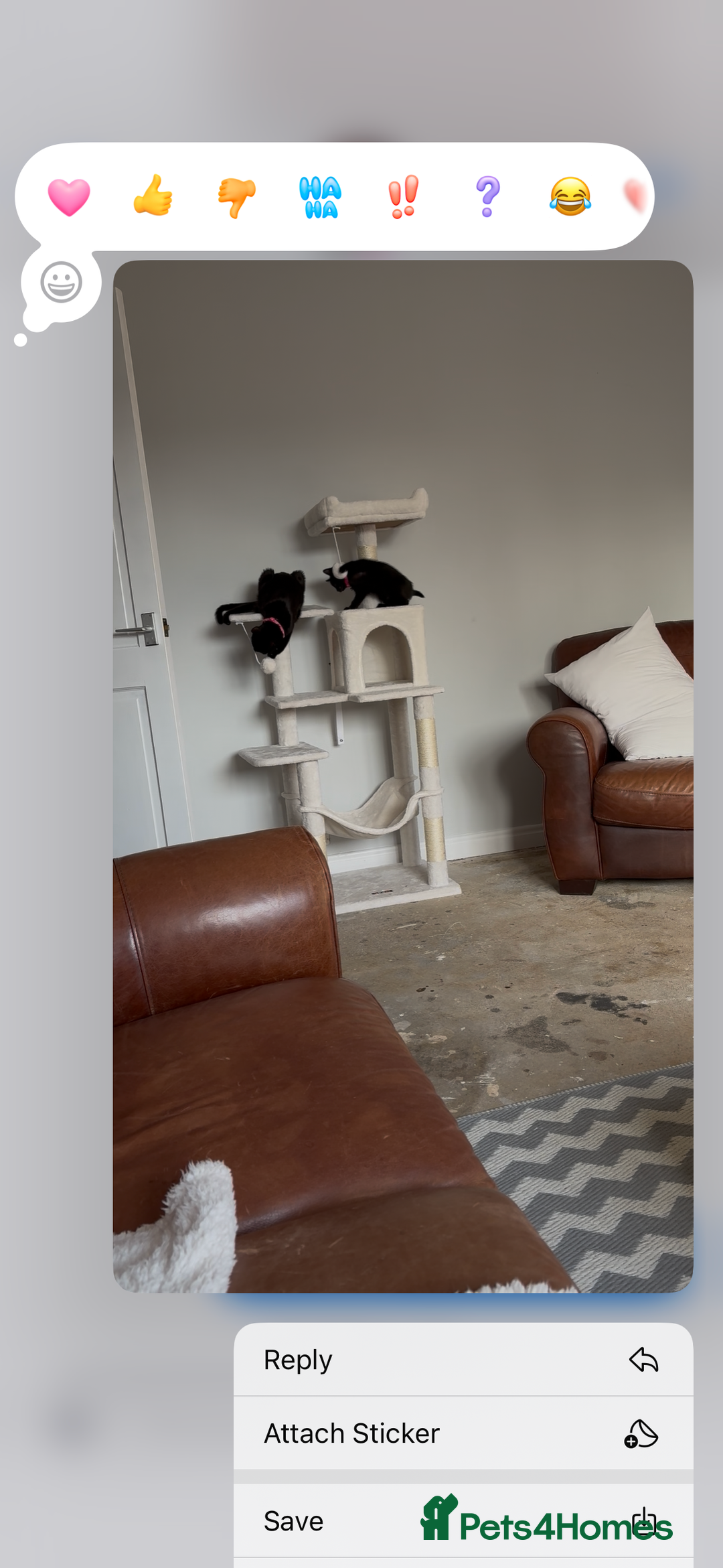 British Longhair cats for sale: Beautiful 10 week old kitten  - Image 5