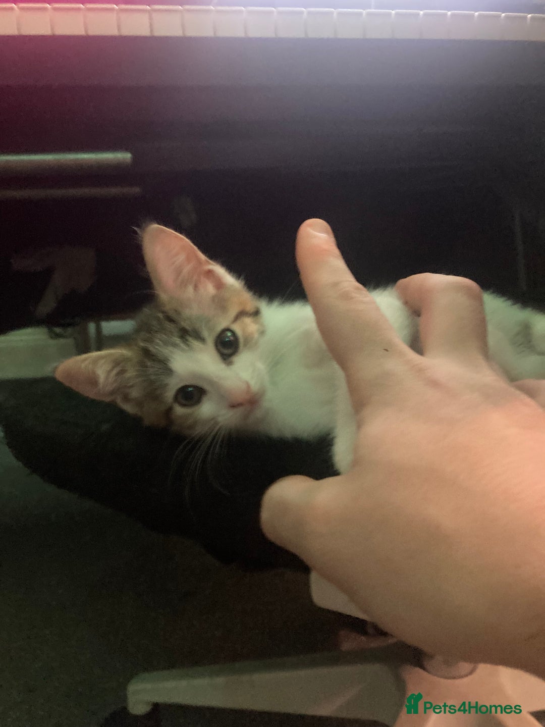 European cats for sale: 4 Cute & Cuddly Kittens Ready For Forever Home - Image 18